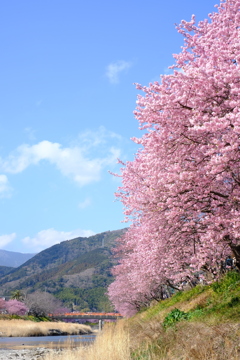 河津桜