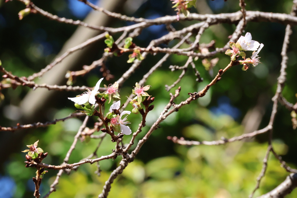 冬桜