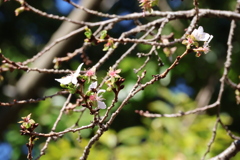 冬桜