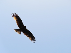 鳶