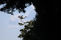 シラサギ Landing