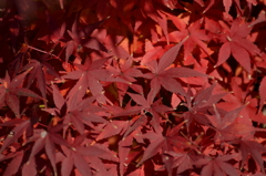 紅蓮の枝葉