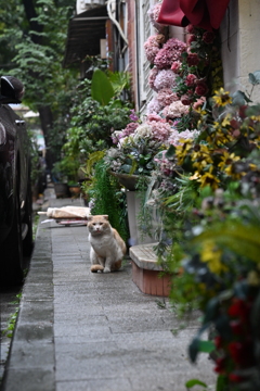 猫アレルギーなので、近づけない