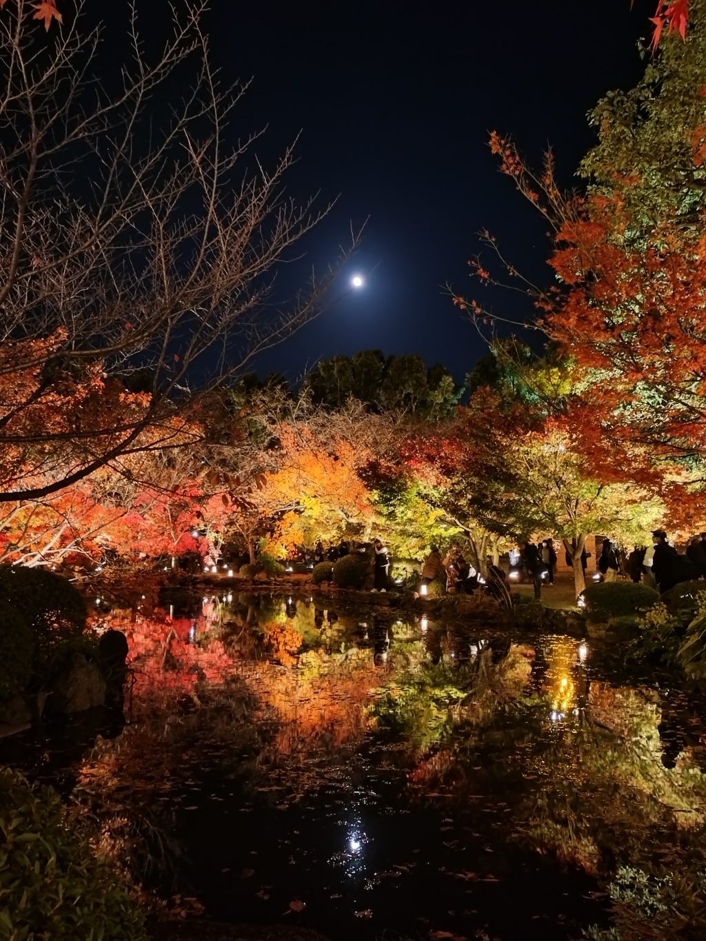 紅葉と月