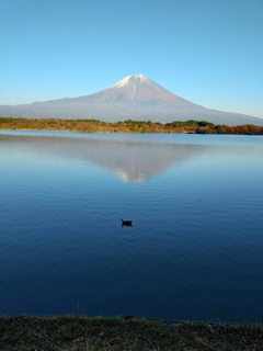 秋色の逆さ富士に鴨1羽