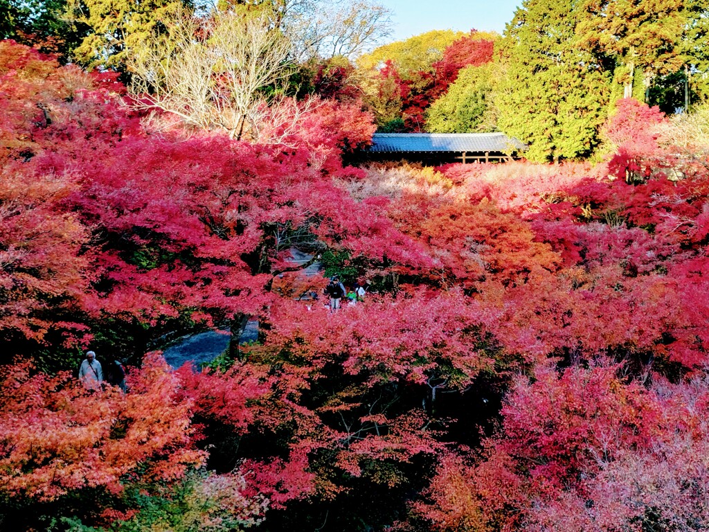 早朝の東福寺