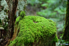 苔のオブジェ