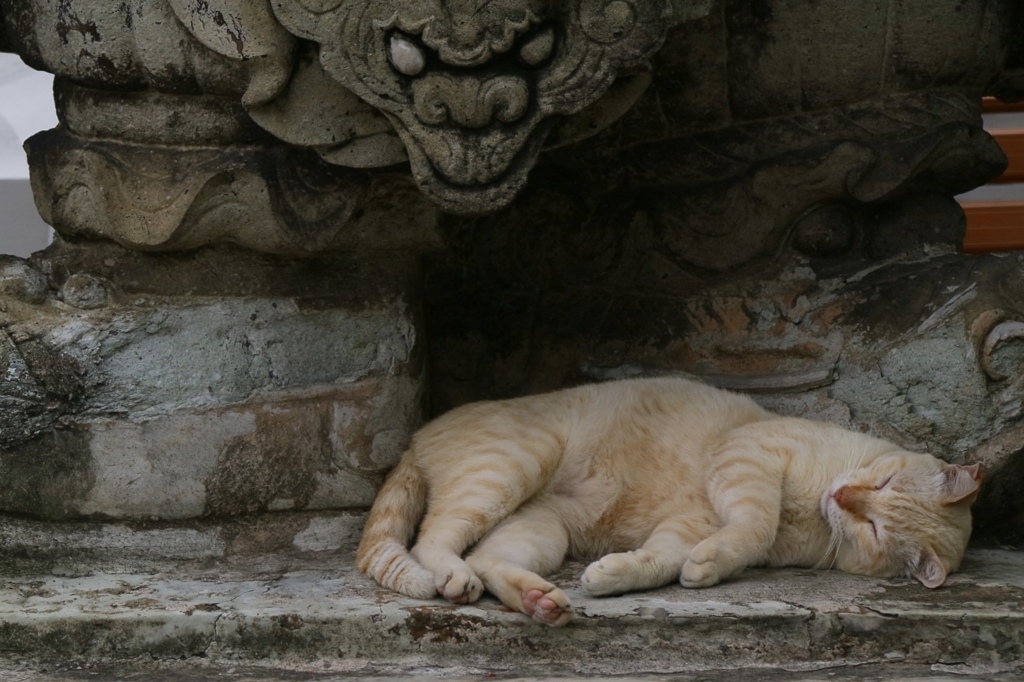 バンコクの寺院の猫