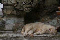 バンコクの寺院の猫