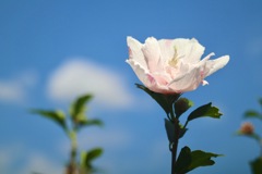 芙蓉