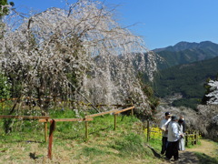 西村大師堂の垂れ桜