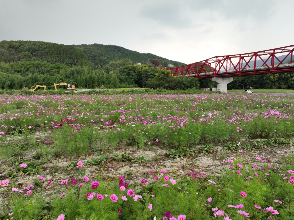 河川敷の秋桜