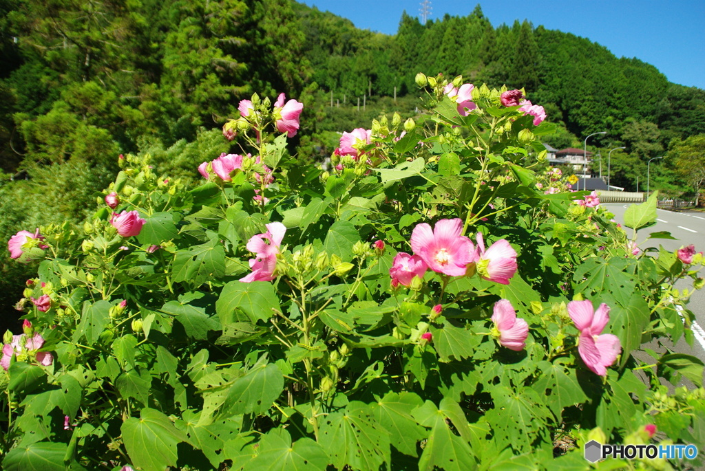 芙蓉の花