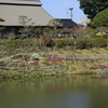 尾首の池の春