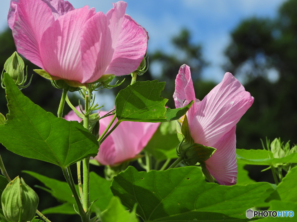 芙蓉の華