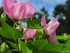 芙蓉の華