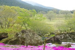 山本牧場のシバザクラ