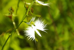 サギ草
