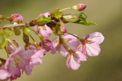 河津桜2025年