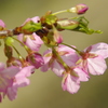 河津桜2025年