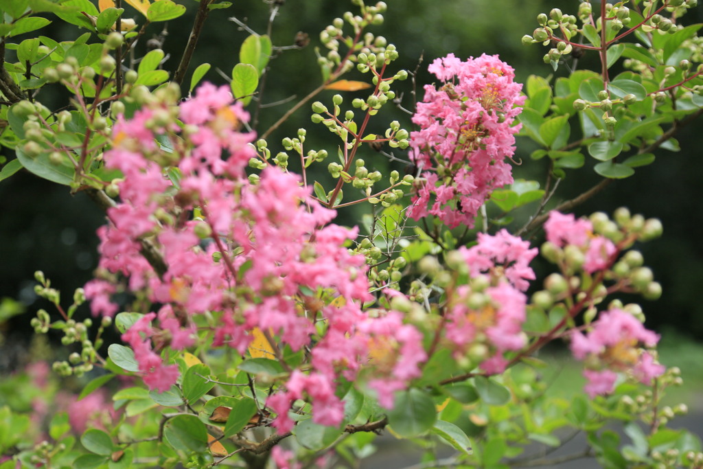 真夏の花・サルスベリ