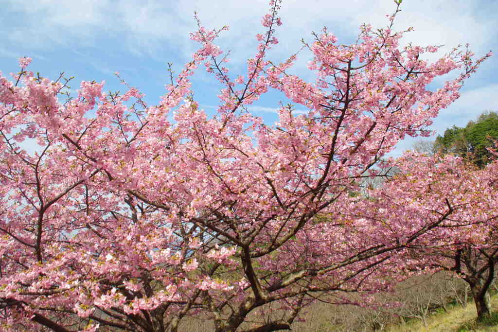 河津ザクラ