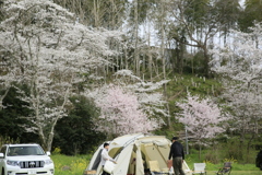 お花見