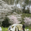 お花見