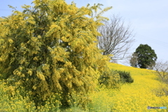 黄色い丘の風景ミモザの花