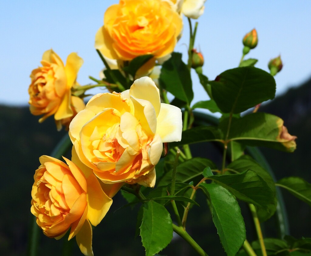 初夏/バラの花