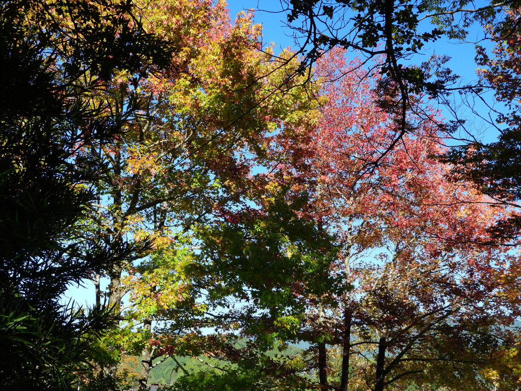 秋色に染まる樹木