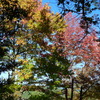 秋色に染まる樹木
