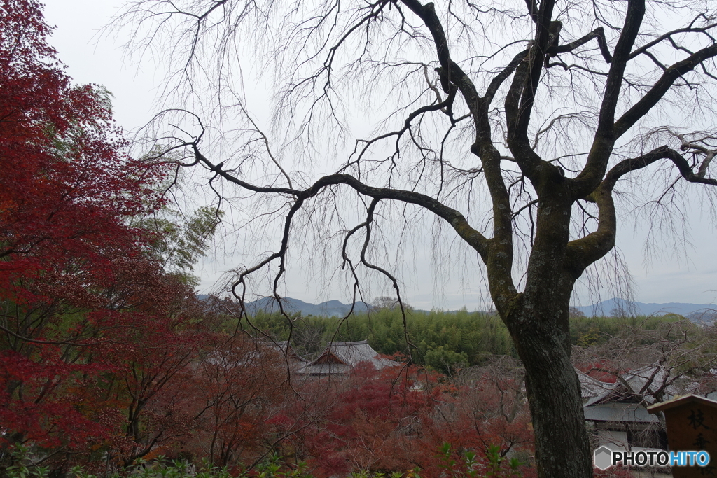 京の見晴らし