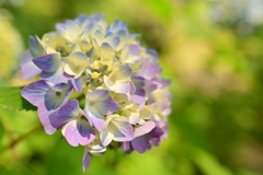 紫陽花