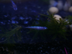 メダカ