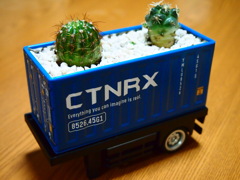 サボテン
