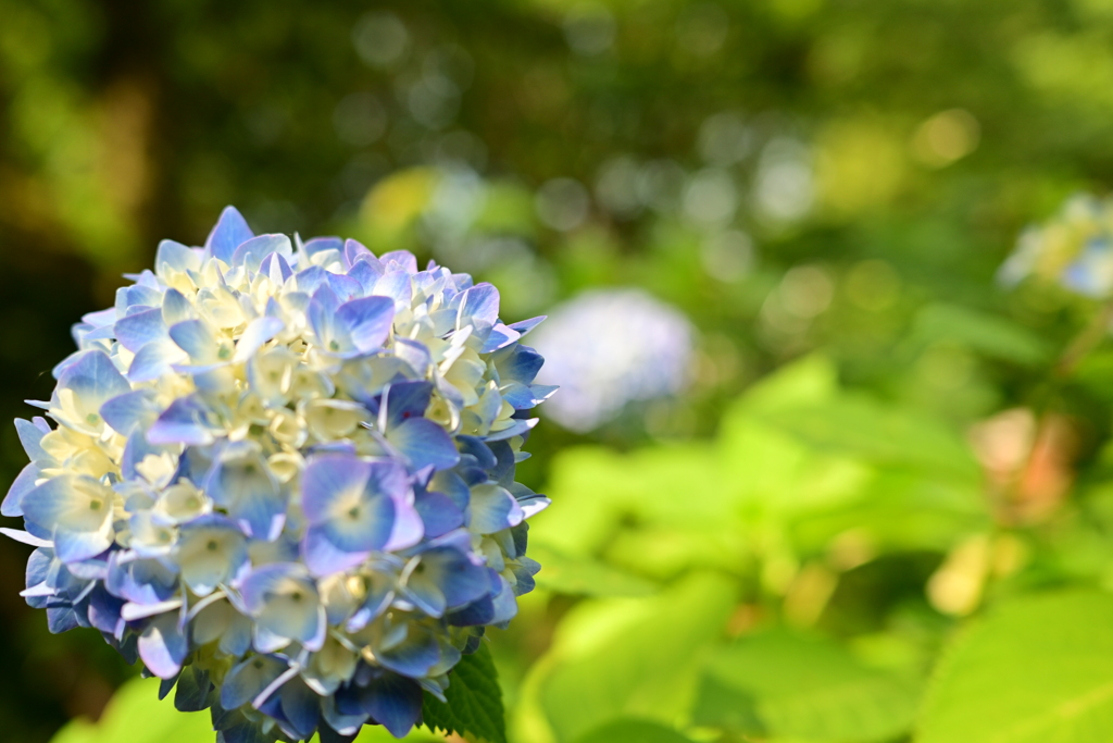 紫陽花