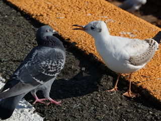 ユリカモメに怒られるハト