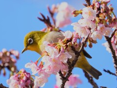 春がきたかな!?