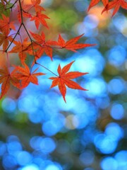 紅葉