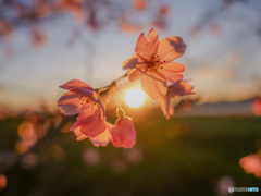 夕日×桜