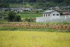 稲木