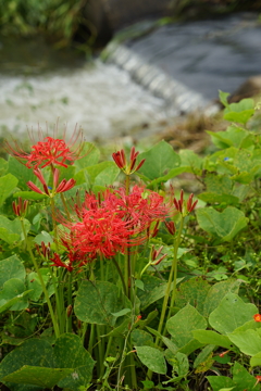 小川の曼珠沙華