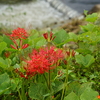 小川の曼珠沙華