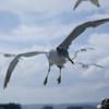 かっぱえびせん
