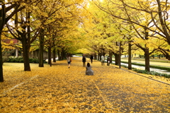 黄色の散歩道
