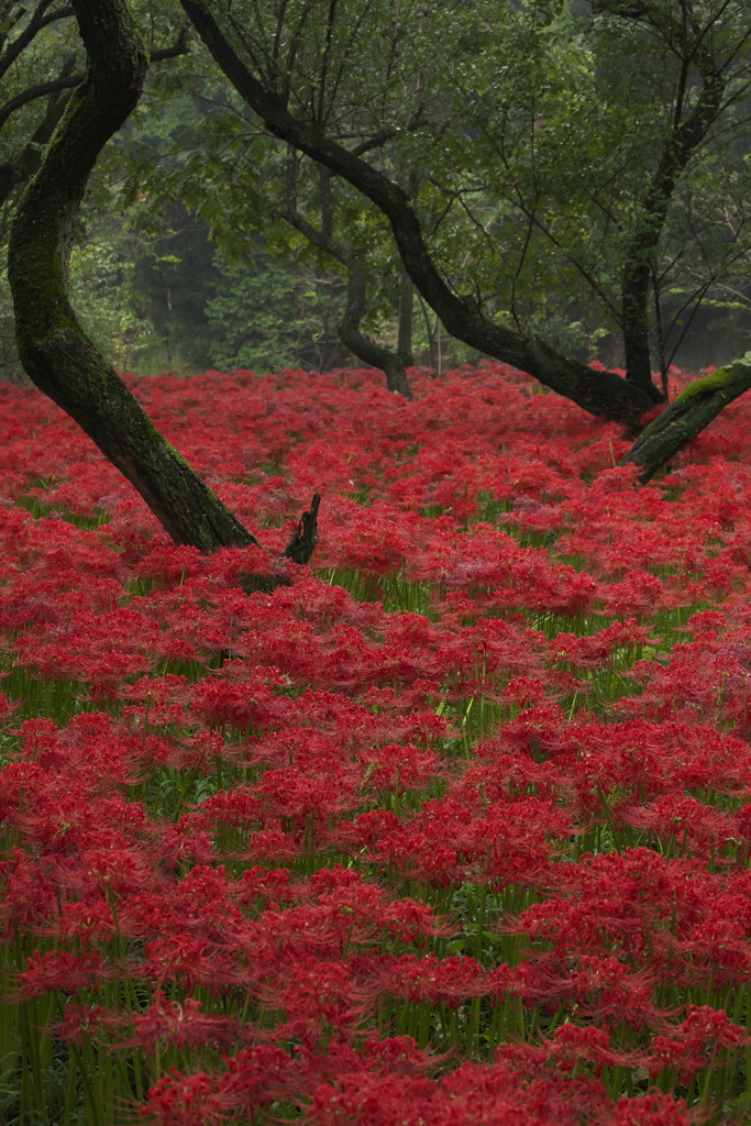 彼岸花