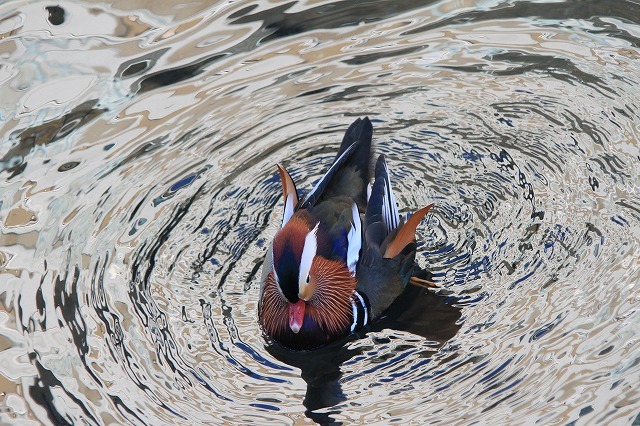 IMG_4453オシドリ