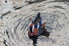 IMG_4453オシドリ