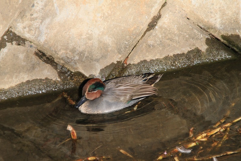 IMG_4460_120コガモ」